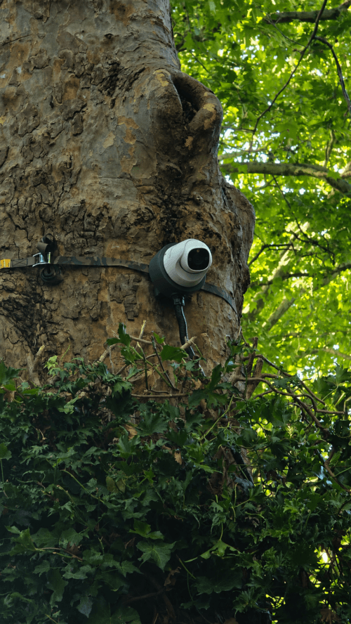 tree-mount-poe-camera