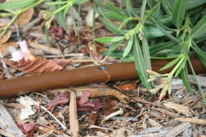 drip-pipe-irrigation