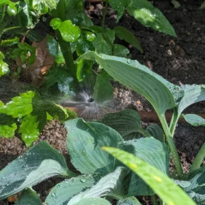 A spray-emitter added to a drip irrigation system