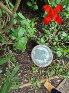 Light sitting in soil