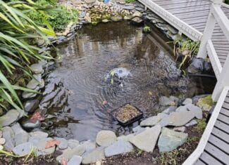 Ponds with shallow shelves, or pondless streams are ideal bird-supporting features. Water circulation will help keep the water clean and reduce pest-insects like mosquitos.