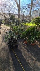 urban-jungle-1-of-1