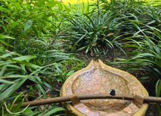 Bird baths can also be designed to leverage irrigation systems to regularly flush water.