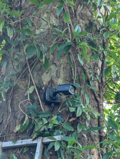 black-camera-tree-fix